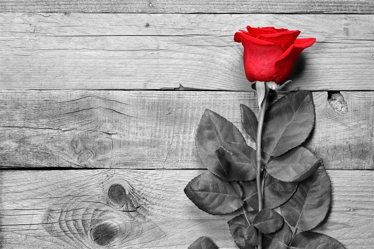 Papier peint bouquet en rouge sur fond de noir et blanc