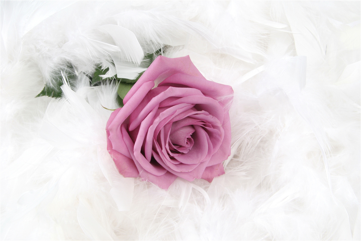 Papier peint rose violette entourée de plumes blanches
