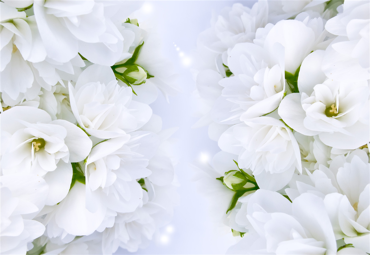 Papier peint des fleurs douces, blanches comme la neige