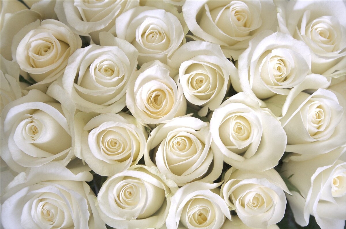 Papier peint boutons de rose blanche