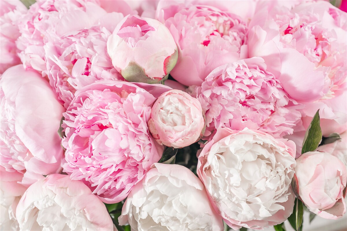 Papier peint belles pivoines roses