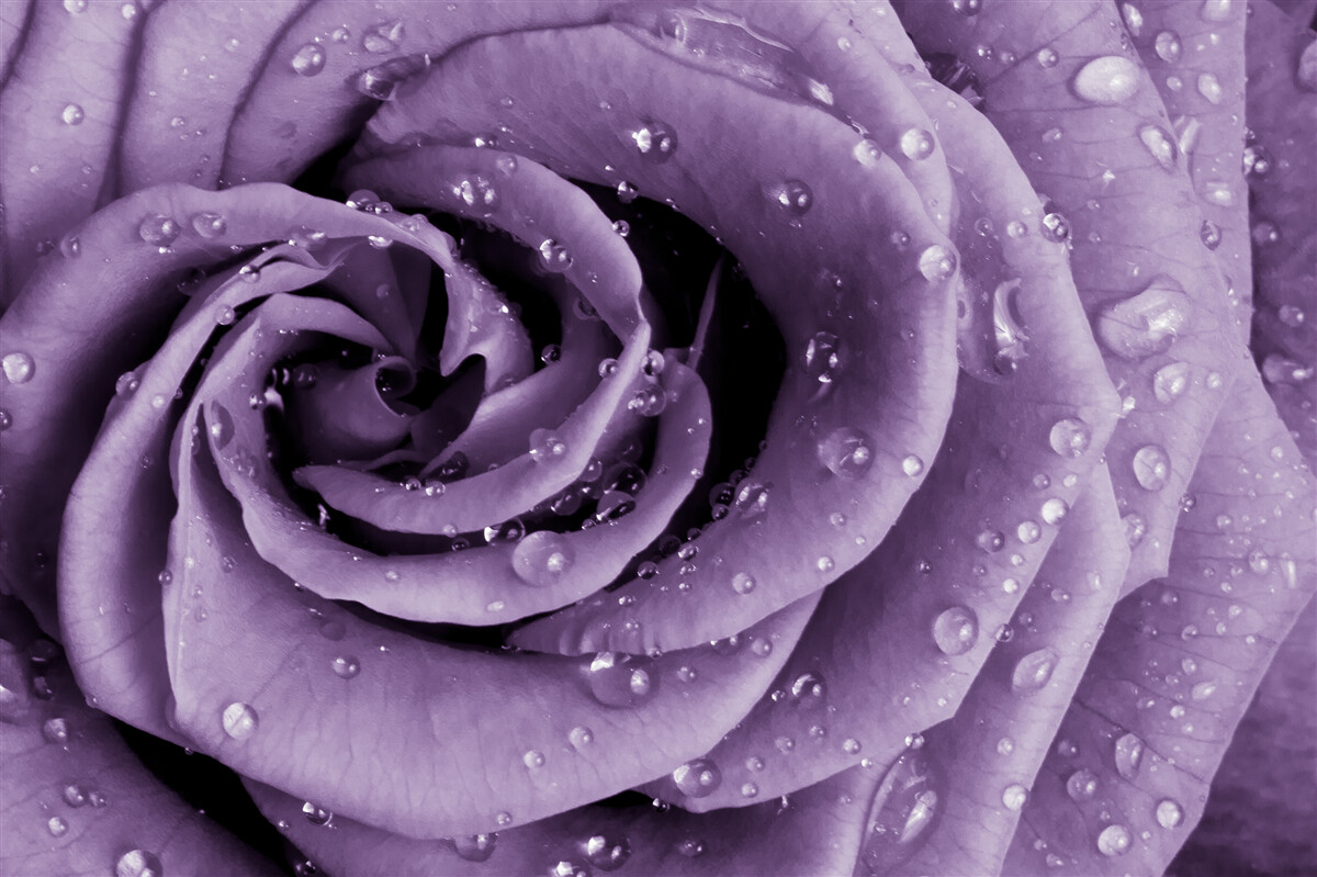Papier peint rosée du matin sur une rose violette