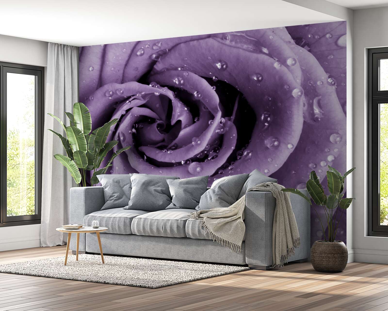 Papier peint rosée du matin sur une rose violette