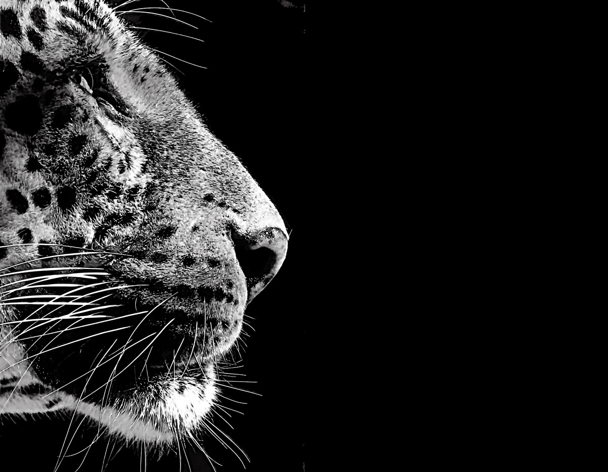 Papier peint jaguar en noir et blanc