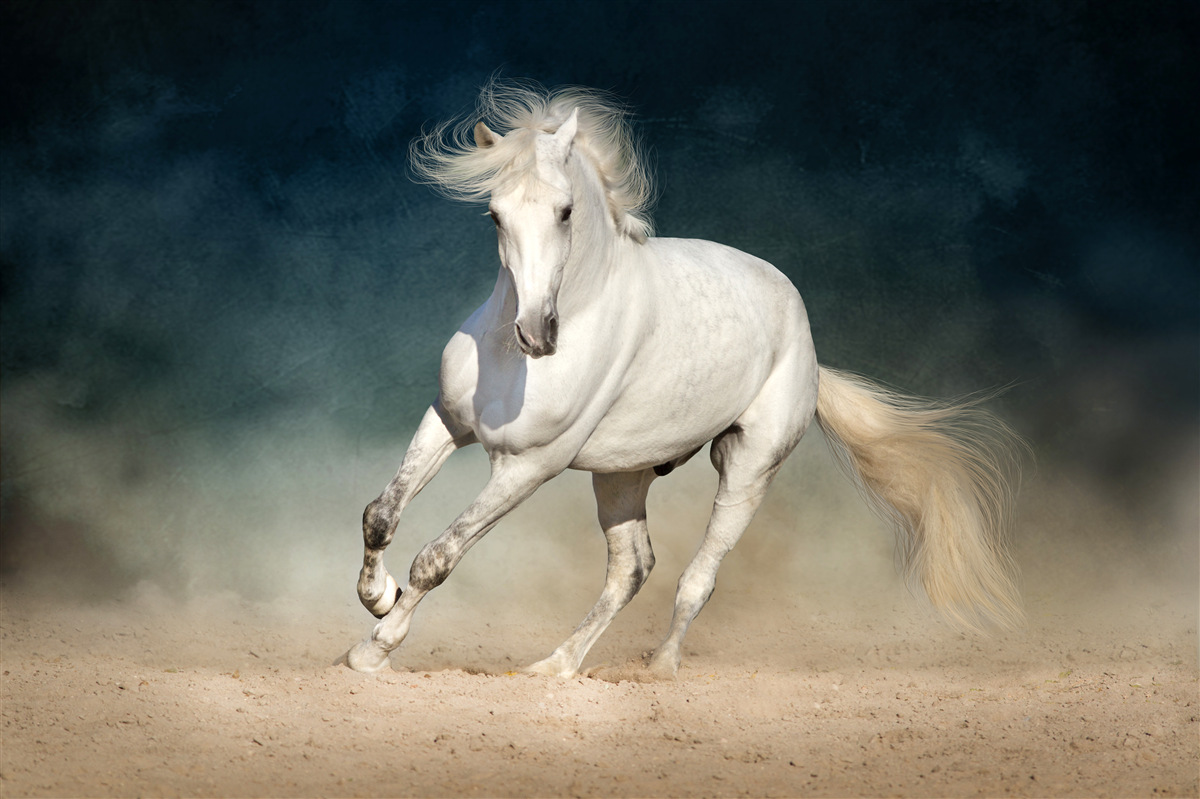 Papier peint un cheval blanc galope dans un champ ouvert