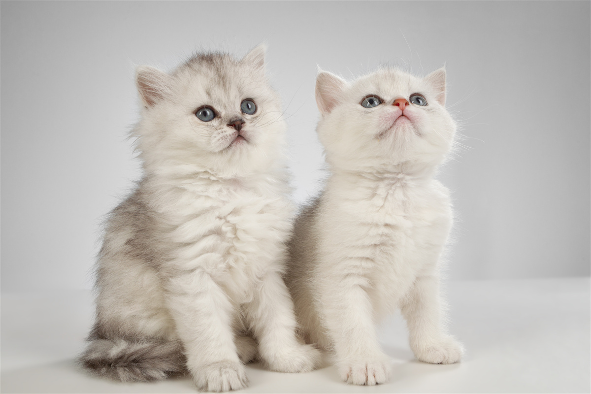 Papier peint observer deux petits chats