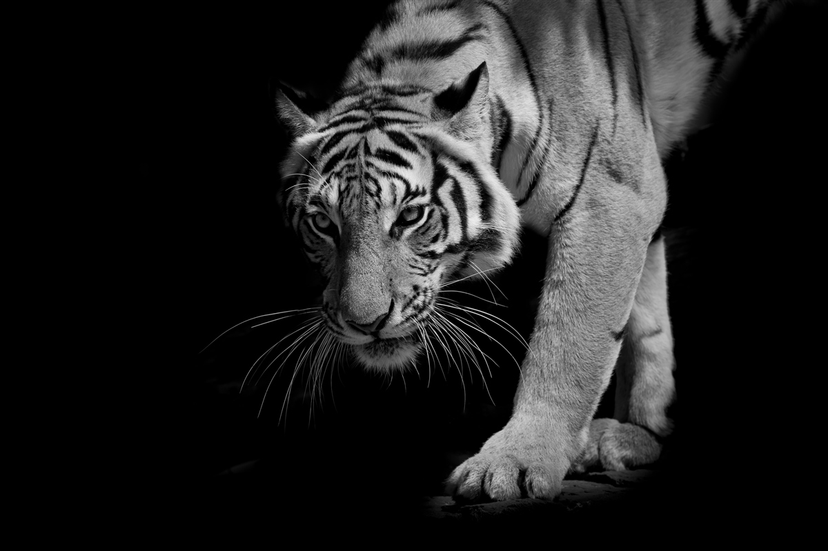 Papier peint tigre rampant sur fond d'obscurité
