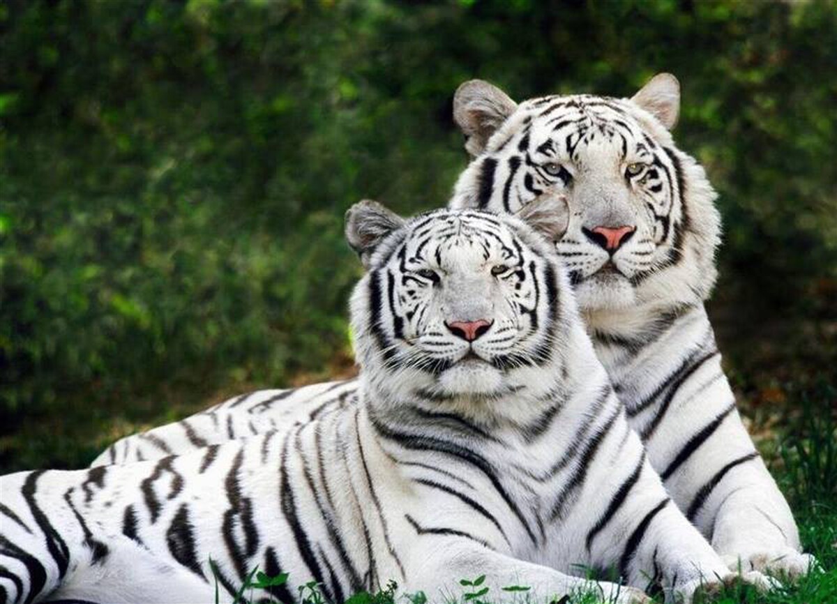 Papier peint dans la forêt vivent deux tigres blancs, mariés à des