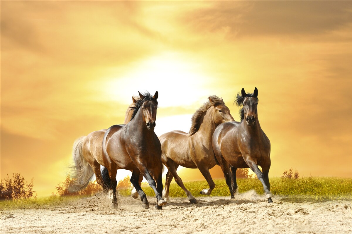 Papier peint trois chevaux s'affrontent sur des sables vides