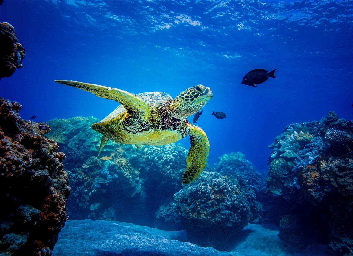 Papier peint La tortue verte nage dans l'océan
