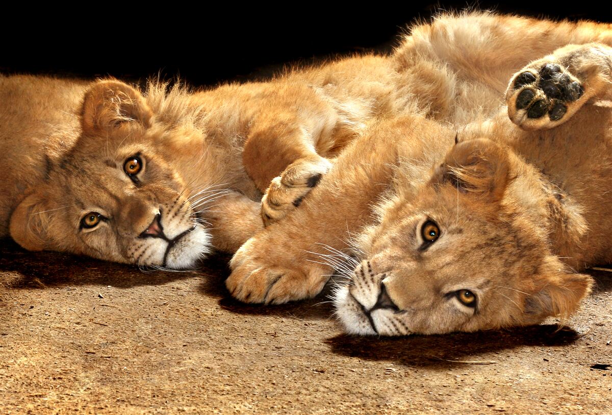Papier peint de jeunes lions jouent sur le sol