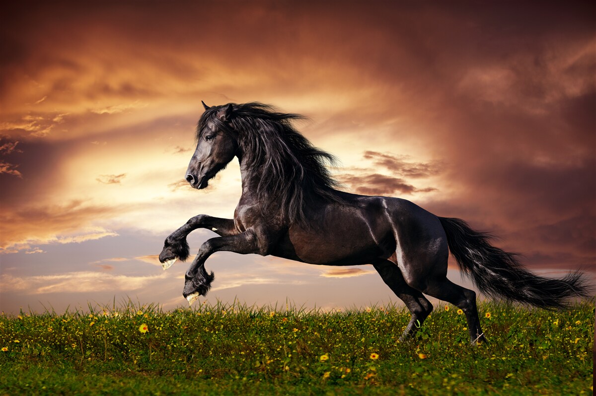 Papier peint cheval fort sautant sur l'herbe verte