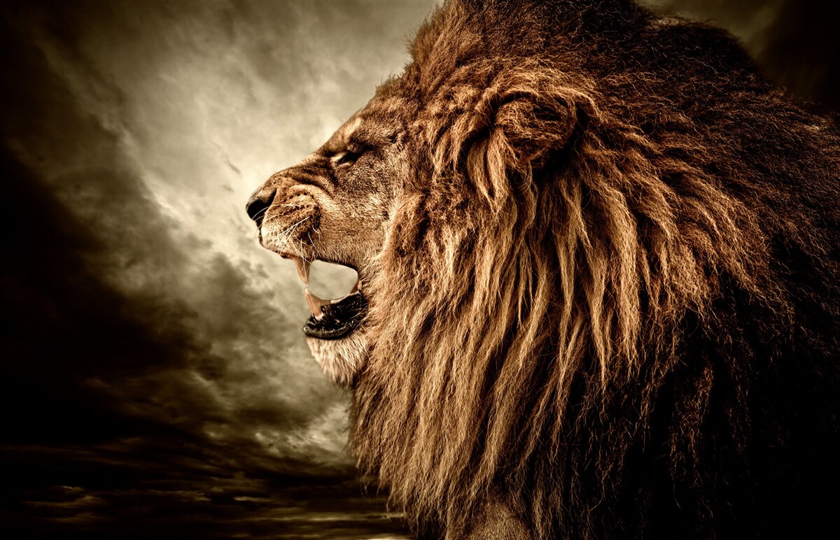 Papier peint le tonnerre sinistre du rugissement d'un lion