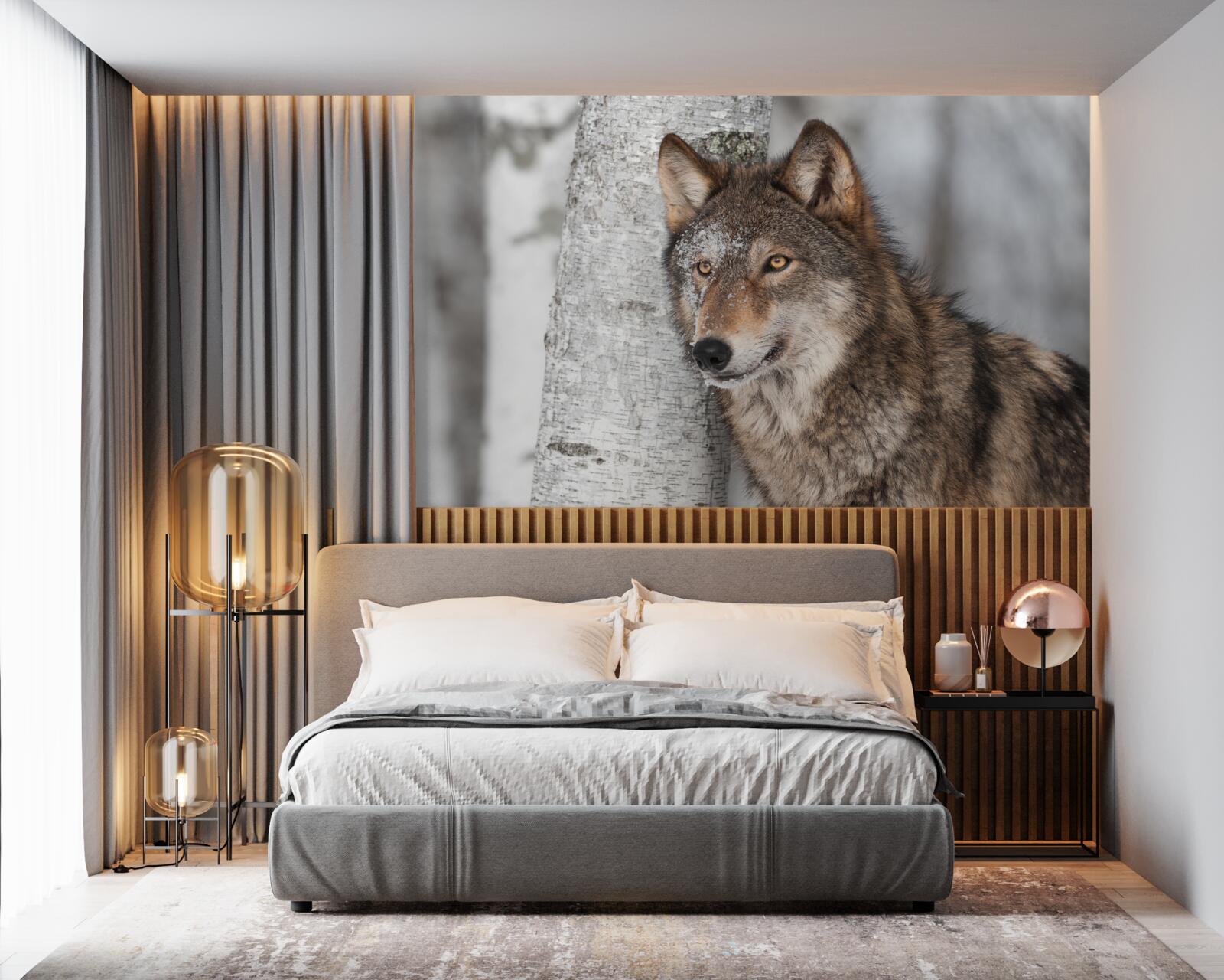 Papier peint loup de couleur cannelle embusqué près d'un bouleau