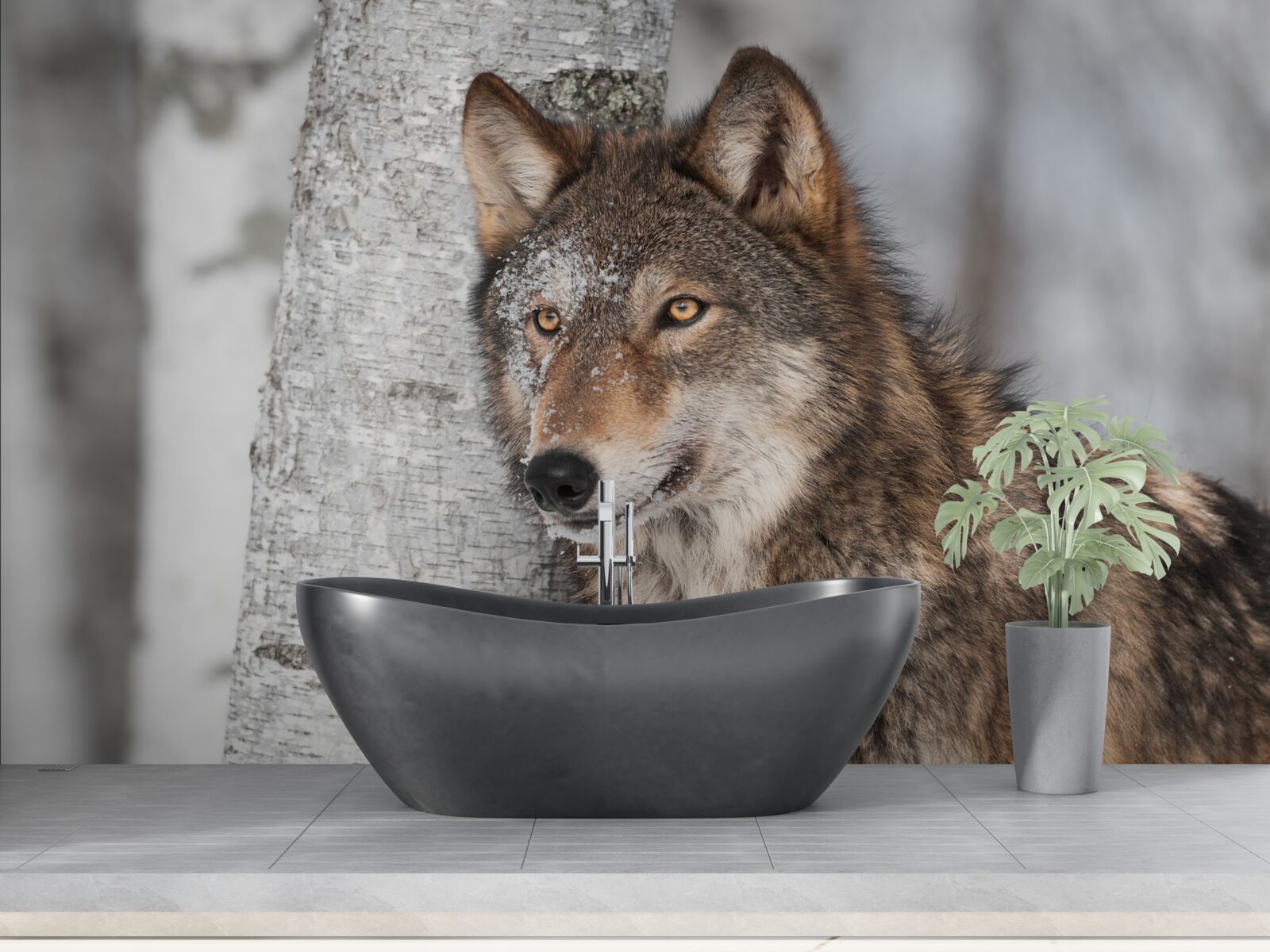 Papier peint loup de couleur cannelle embusqué près d'un bouleau