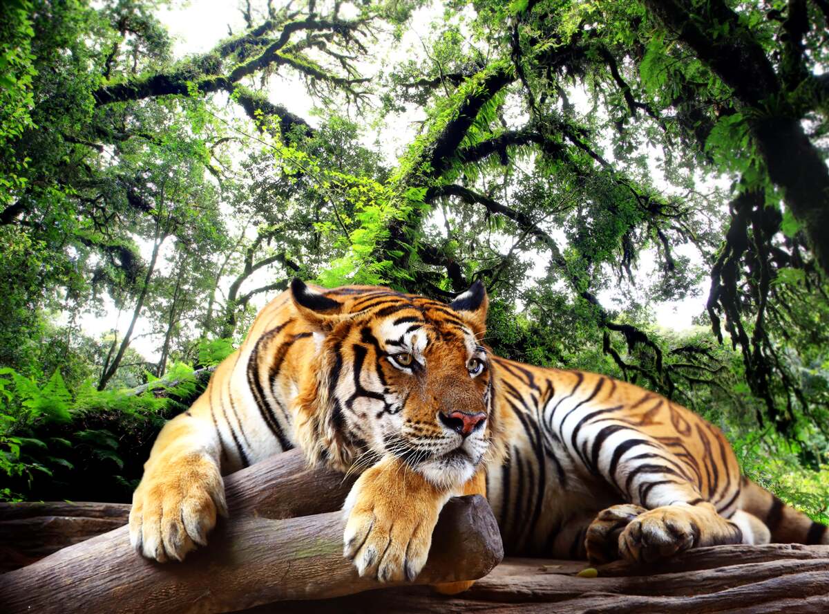 Papier peint un tigre se repose dans une jungle tropicale sauvage