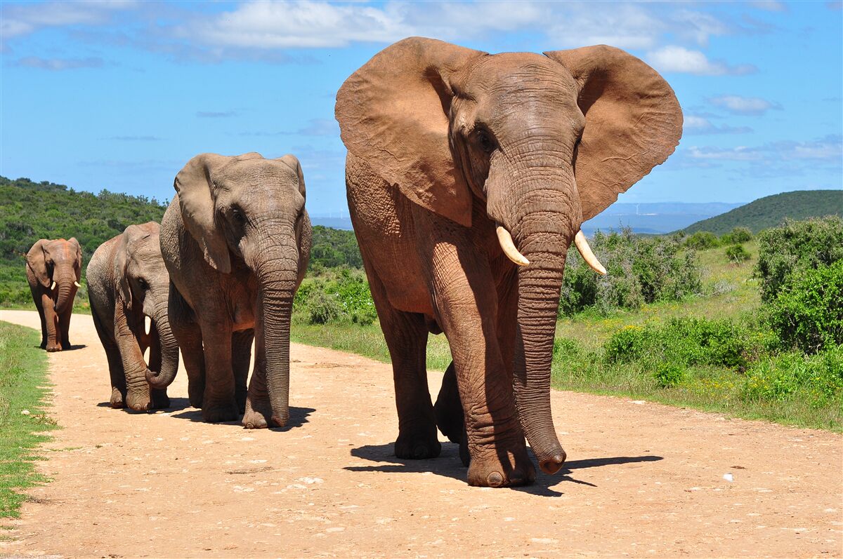 Papier peint Un groupe d'éléphants rentre chez lui en traversant un terrain sablonneux.