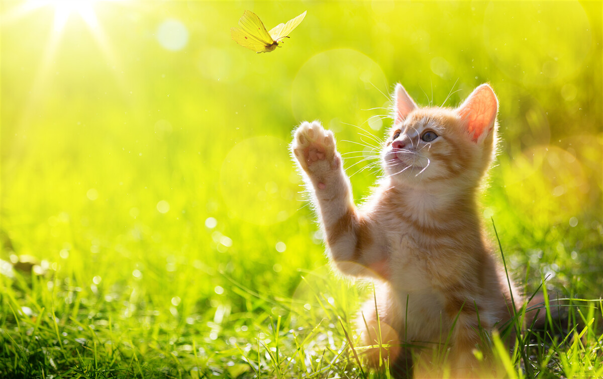Papier peint un petit chat joue avec un papillon dans un champ vert