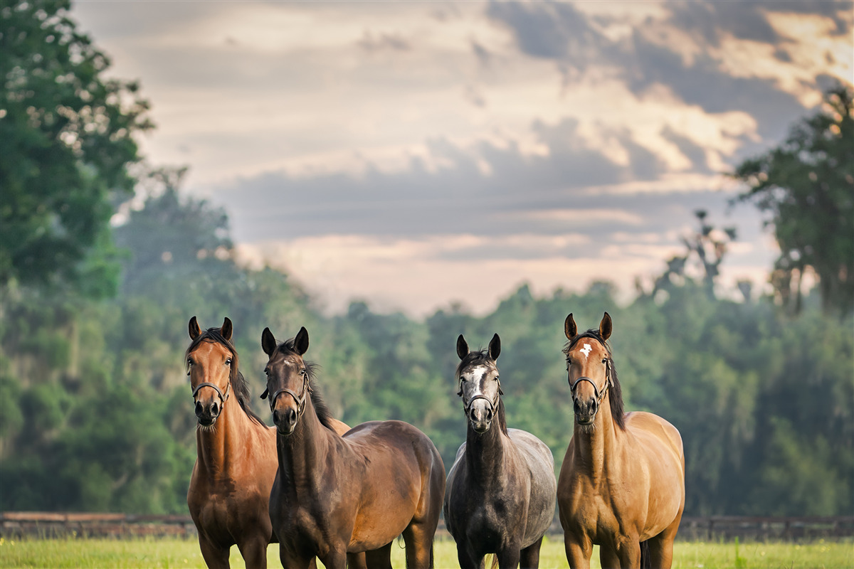 Papier peint quatre chevaux se reposant en troupeau dans un pré