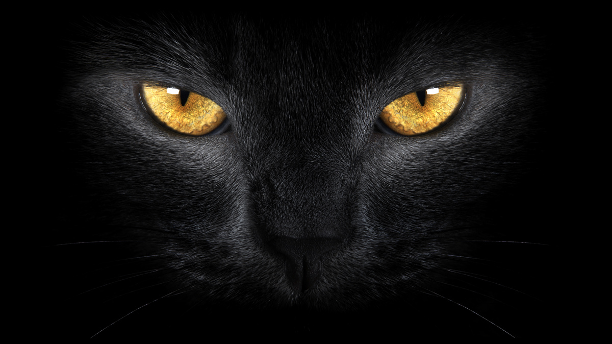 Papier peint le regard pénétrant d'un chat noir