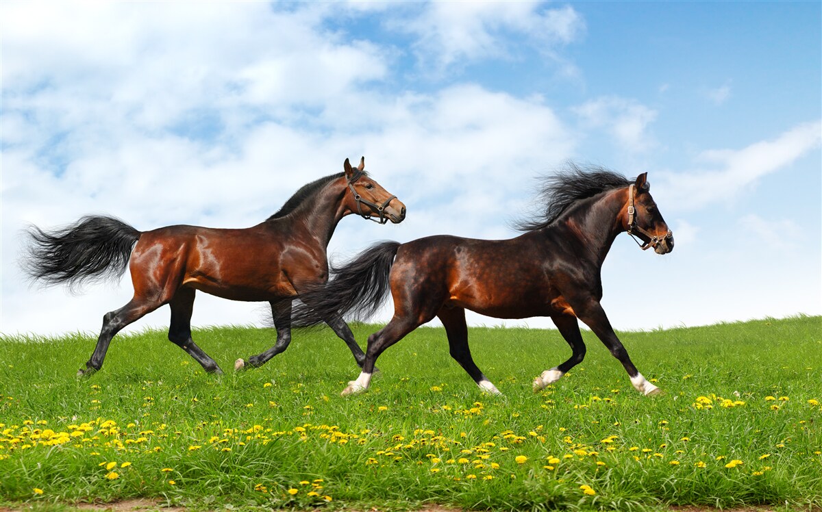 Papier peint chevaux anciens courant dans une clairière