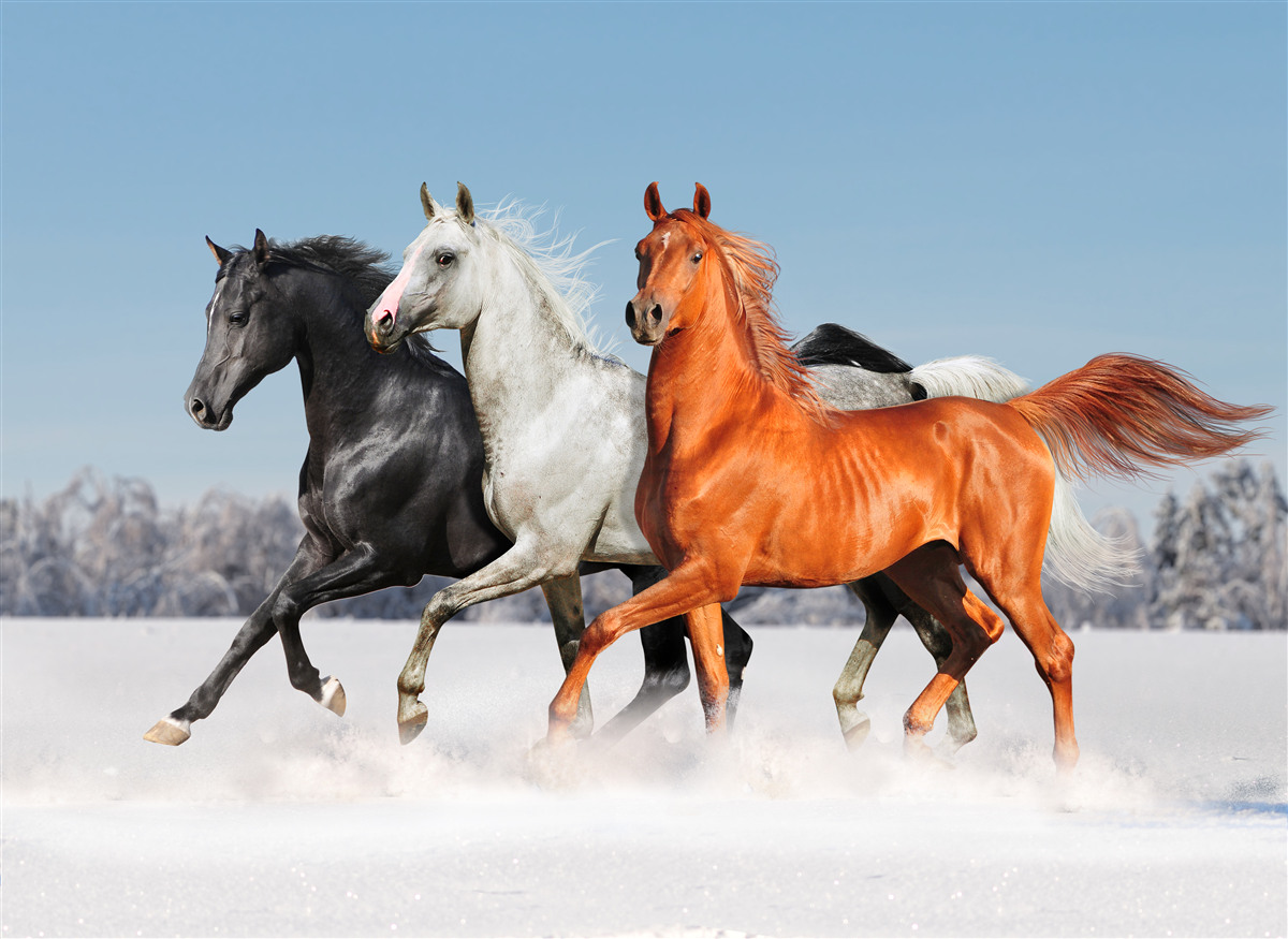 Papier peint trois chevaux au galop sur un sol enneigé