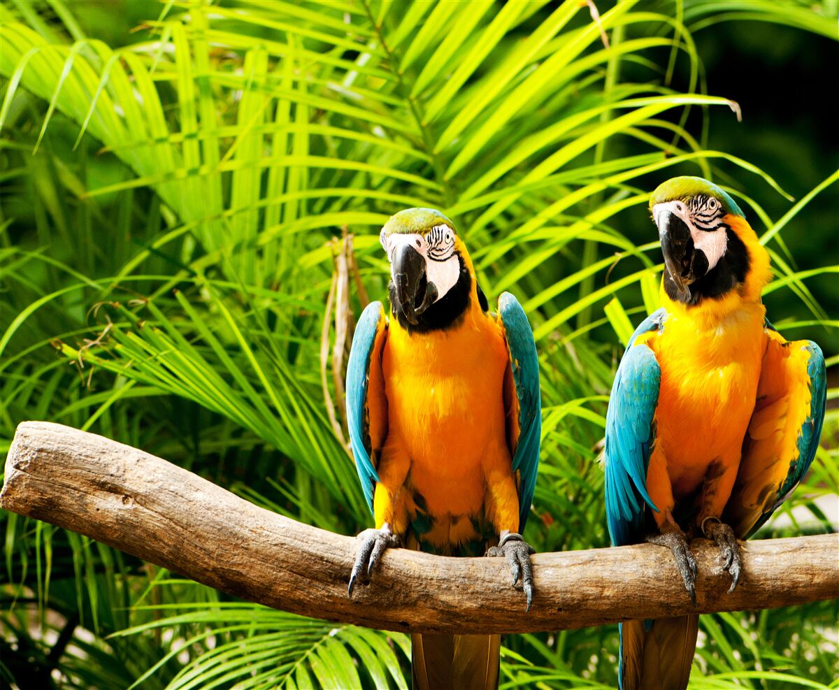 Papier peint famille de perroquets ara sur une branche entourée de verdure