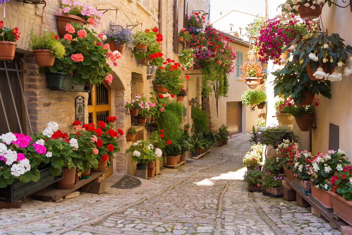 Papier peint fleurs naturelles dans une rue historique