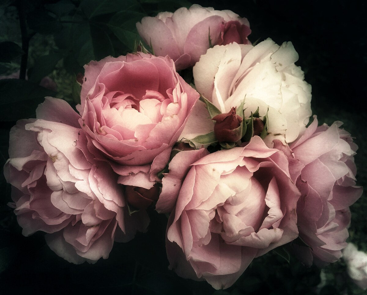 Papier peint pivoines rose pâle sur fond sombre