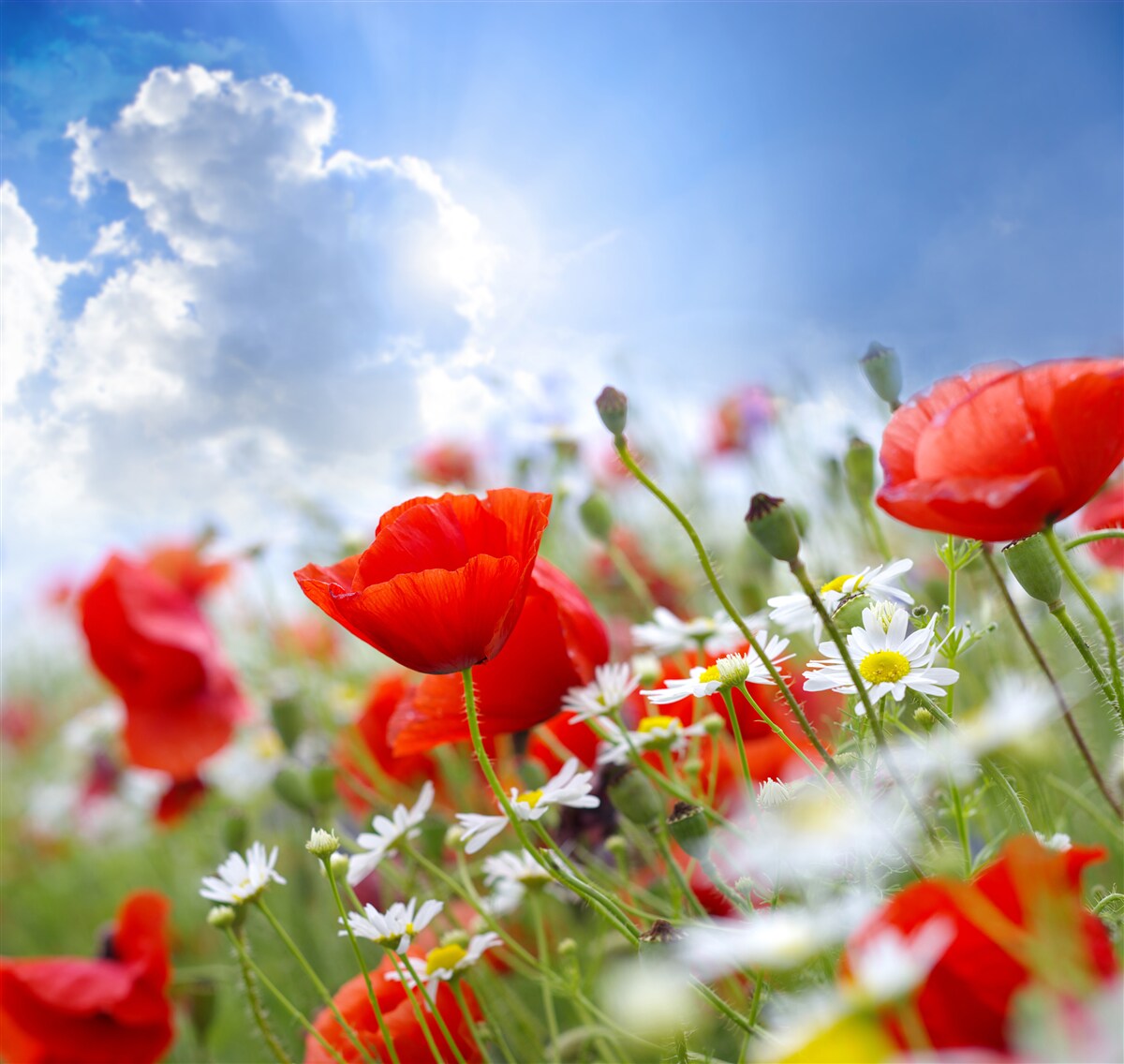 Papier peint fleurs des champs avec des coquelicots brillants