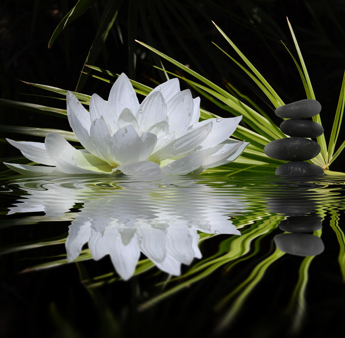 Papier peint pierres et lotus blancs