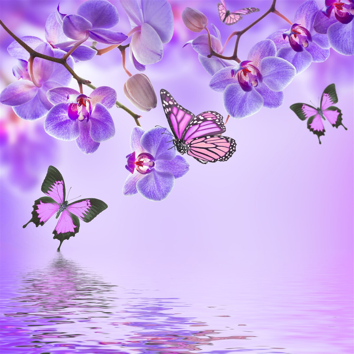 Papier peint papillons et orchidée pourpre
