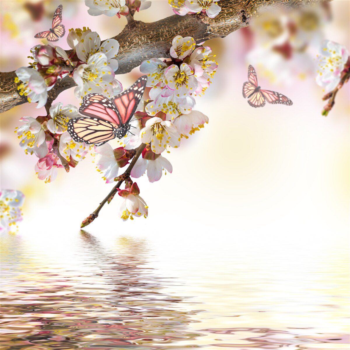 Papier peint Les fleurs de sakura sont devenues la demeure des papillons