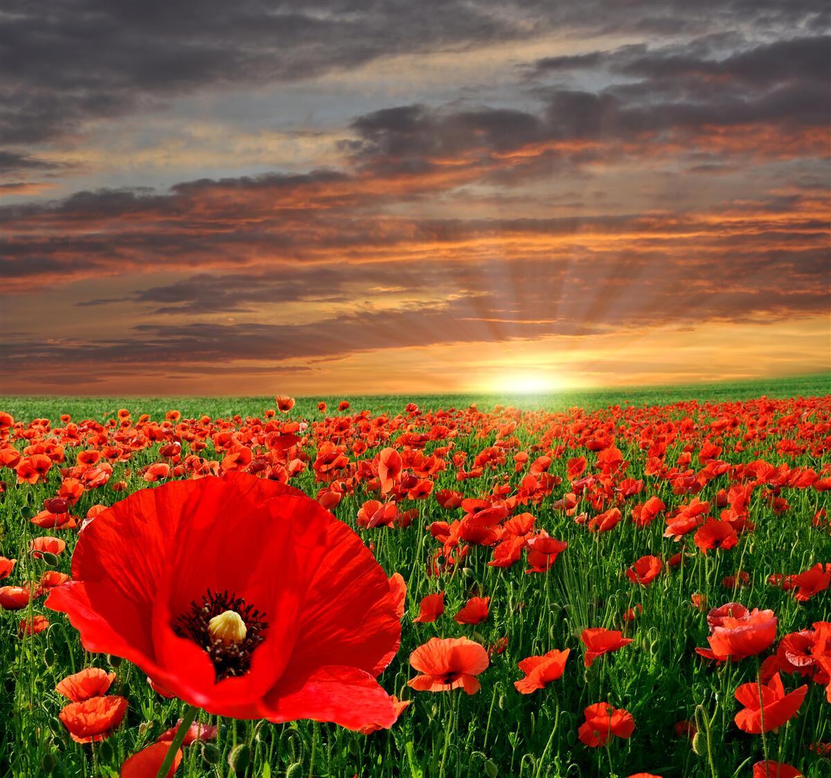 Papier peint coucher de soleil sur un champ de coquelicots écarlates