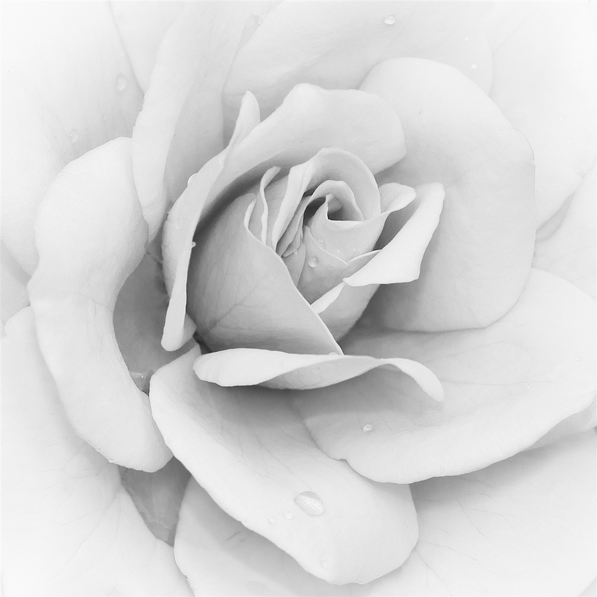 Papier peint image agrandie d'une rose blanche