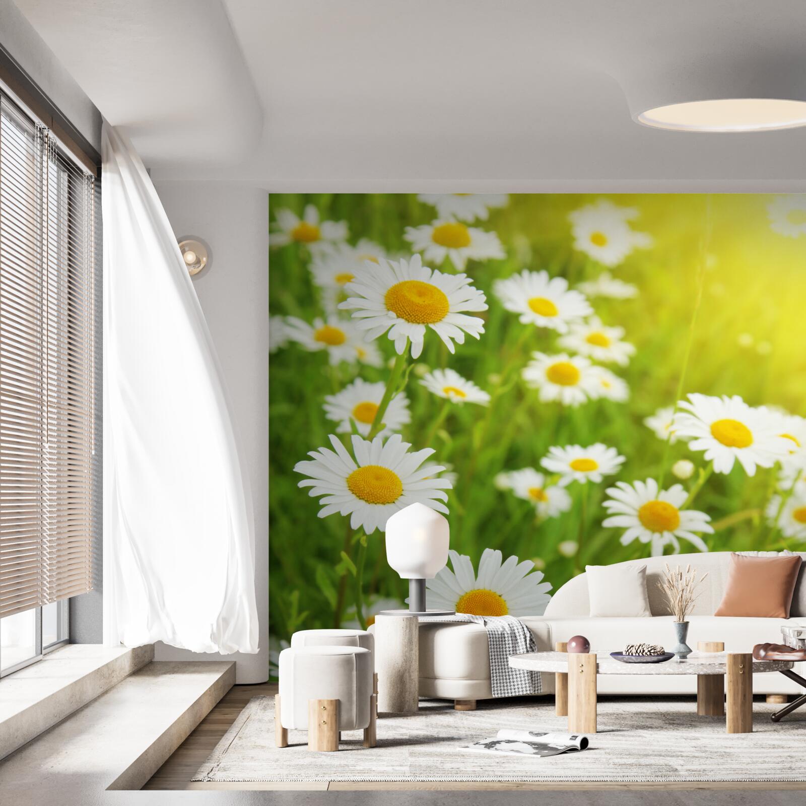Papier peint un champ de marguerites blanches dans la verdure