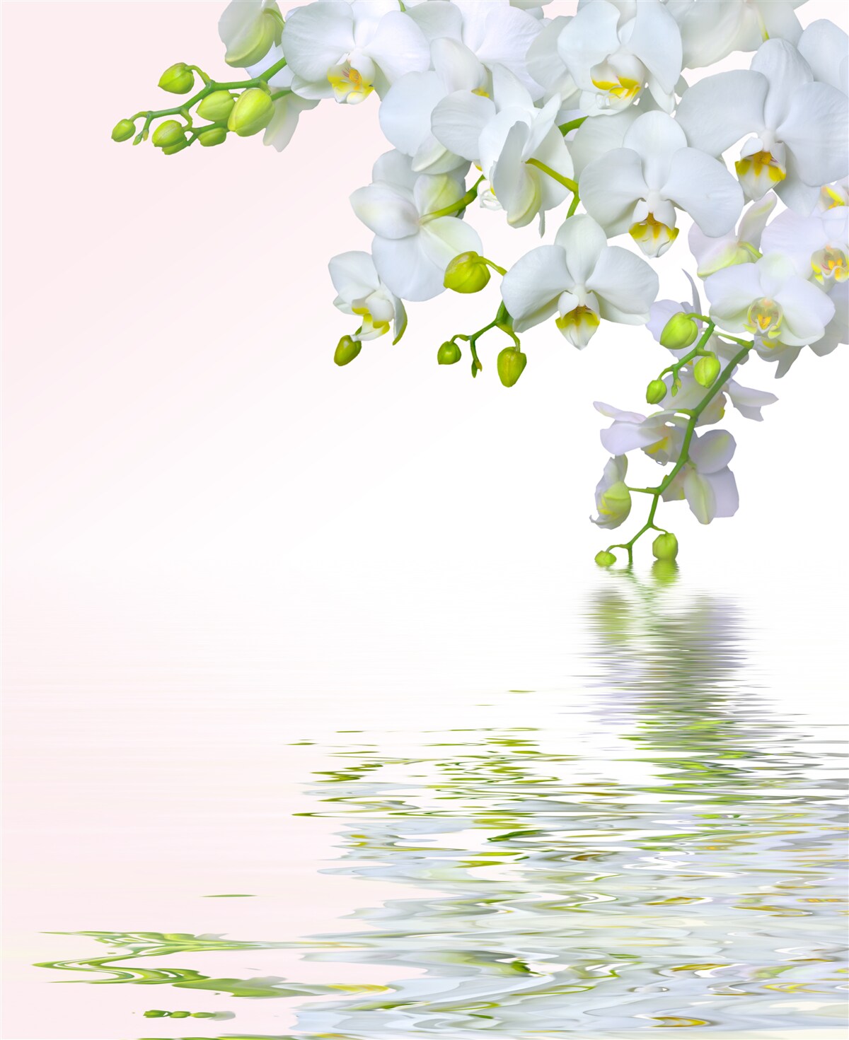 Papier peint orchidées blanches comme la neige à l'aube
