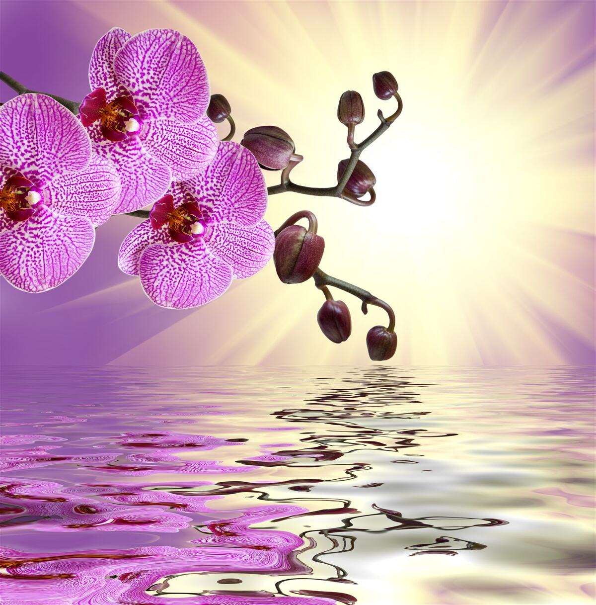 Papier peint reflet d'une orchidée dans l'eau