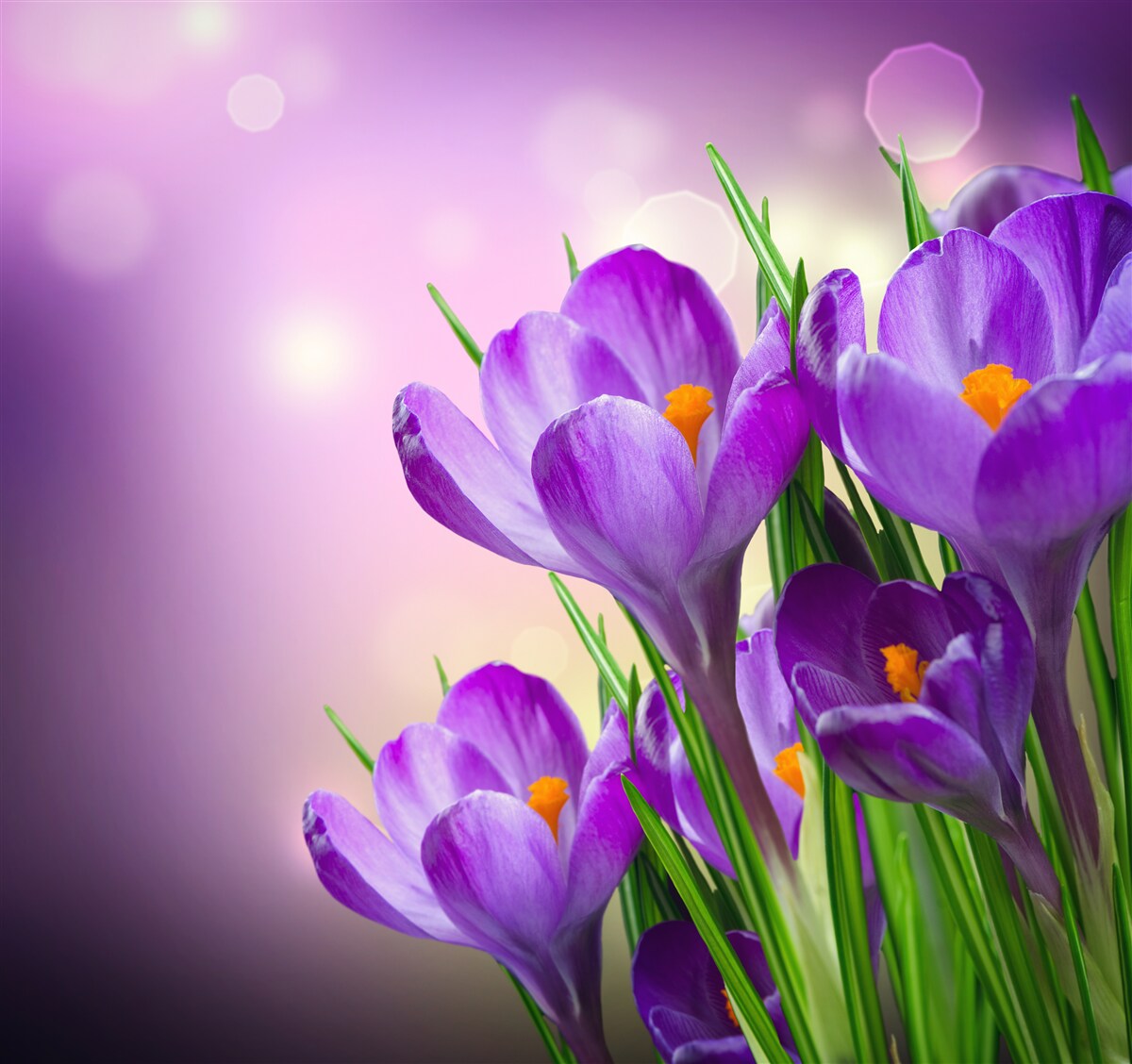 Papier peint des crocus violets attrayants