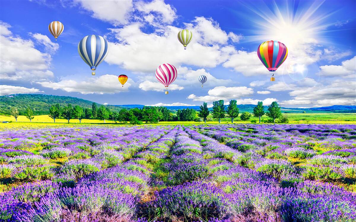 Papier peint des ballons colorés sur un champ de lavande