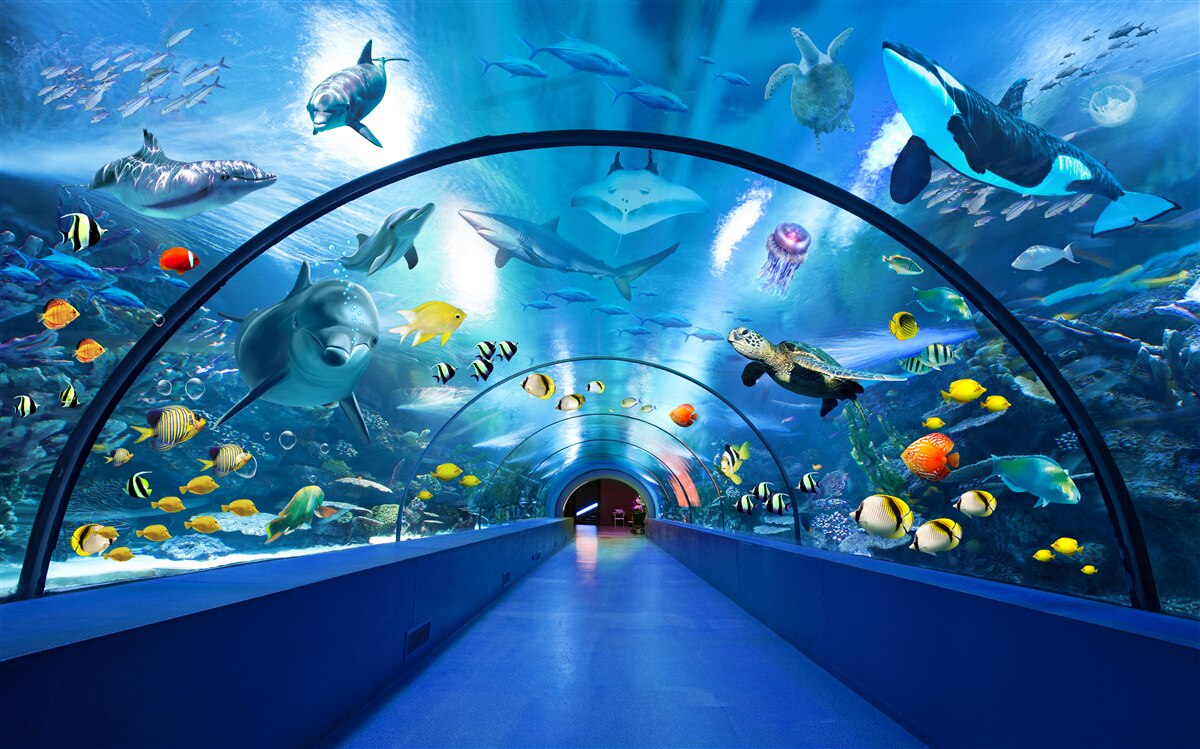 Papier peint fascinant tunnel d'aquarium