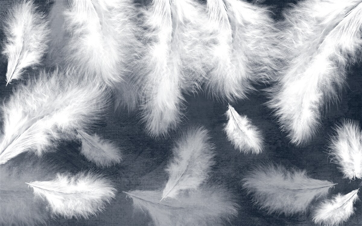 Papier peint plumes blanches aérées et duveteuses
