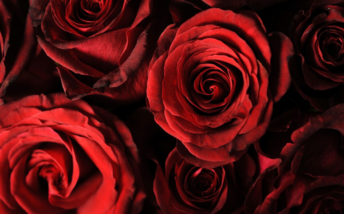 Papier peint la rose rouge est l'incarnation de la beauté