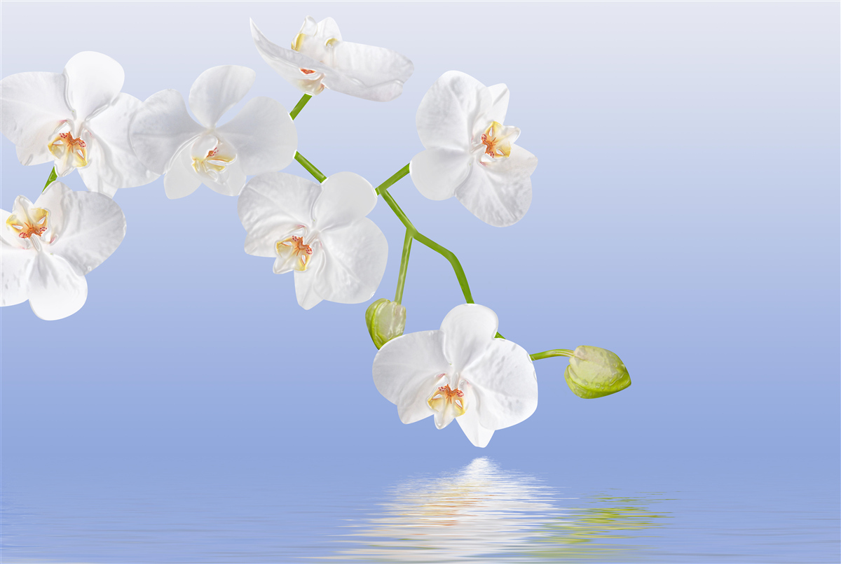 Papier peint Orchidée blanche au-dessus de la surface de l'eau