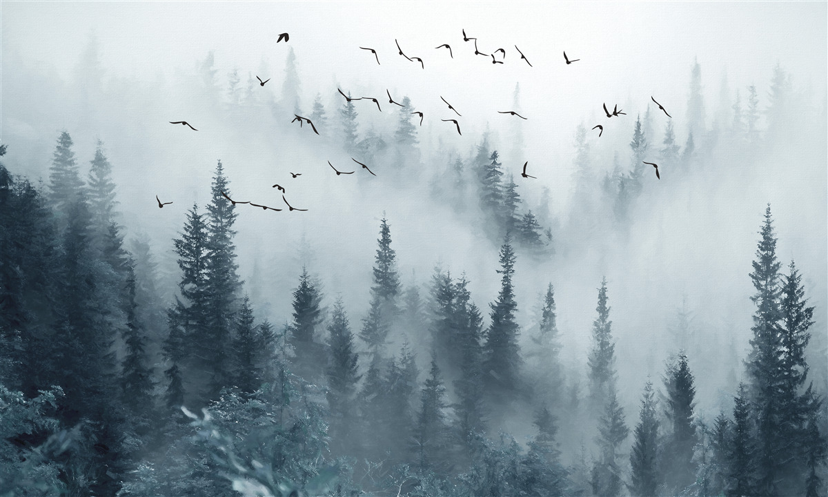 Papier peint forêt entourée de brume reste sous les oiseaux volants