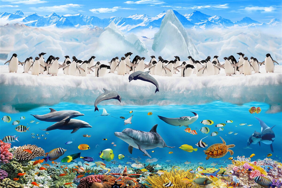 Papier peint les dauphins et les pingouins vivent dans les récifs coralliens