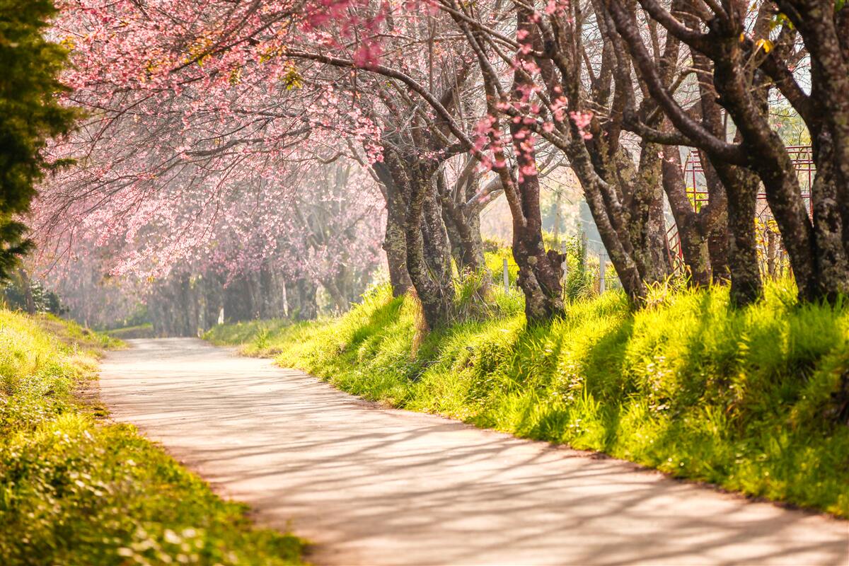 Papier peint arbres en fleurs le long d'une route tranquille