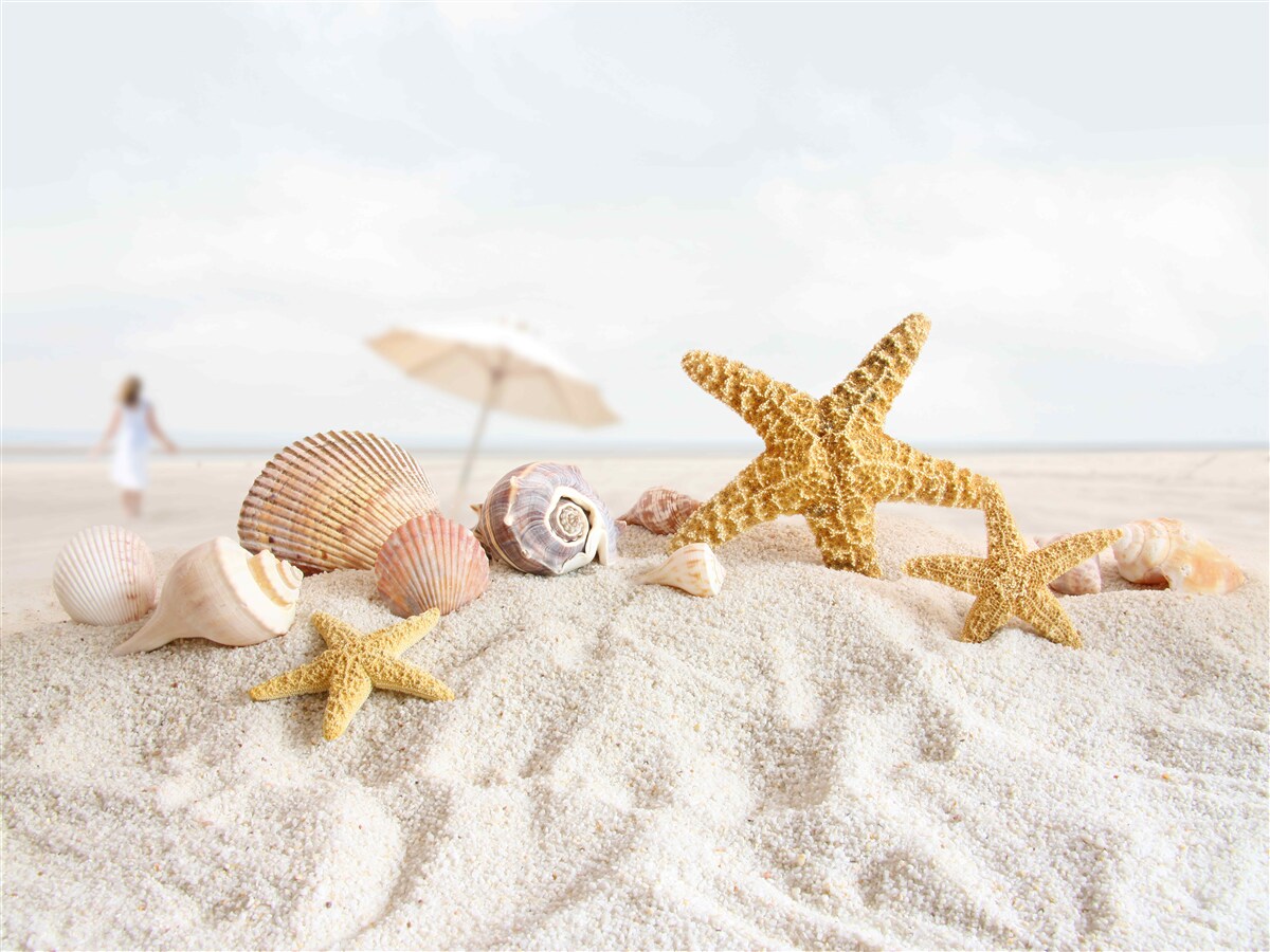 Papier peint des étoiles de mer et des coquillages reposent sur le sable