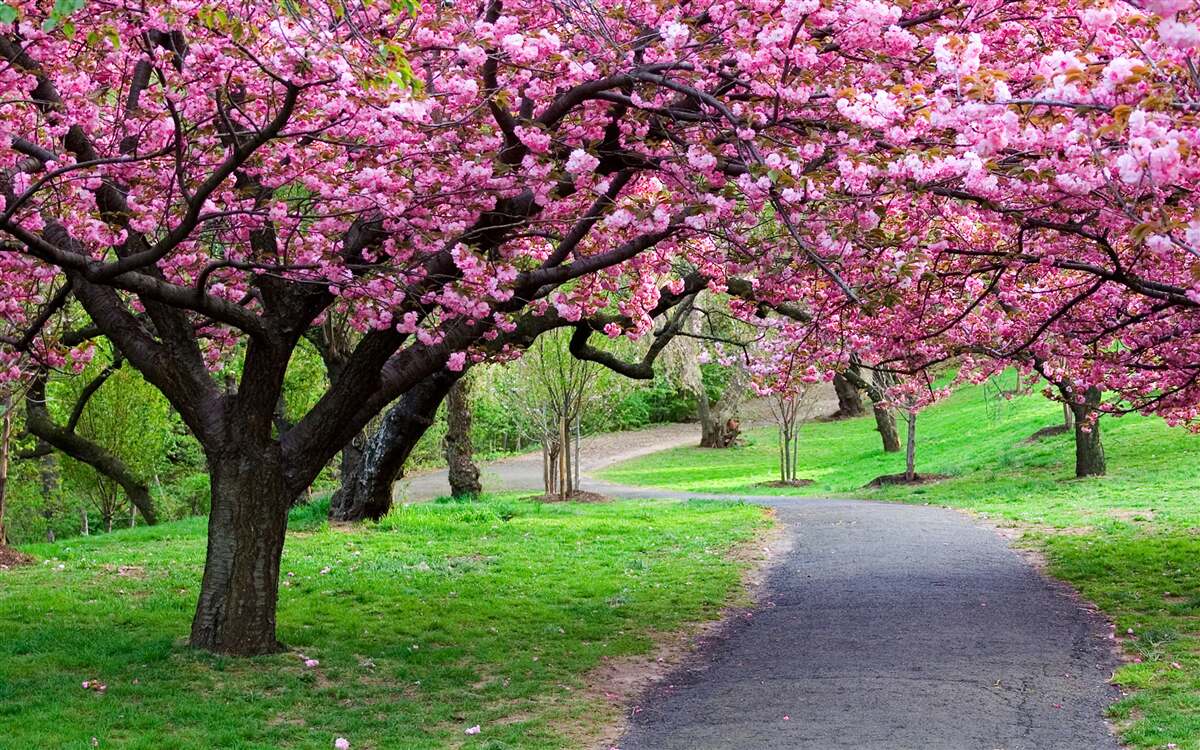 Papier peint une allée du parc parsemée de fleurs