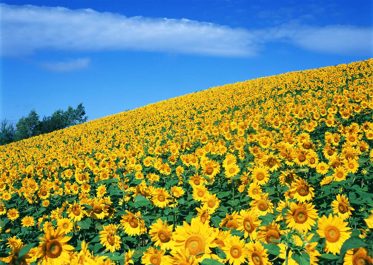 Papier peint Un grand espace avec des tournesols